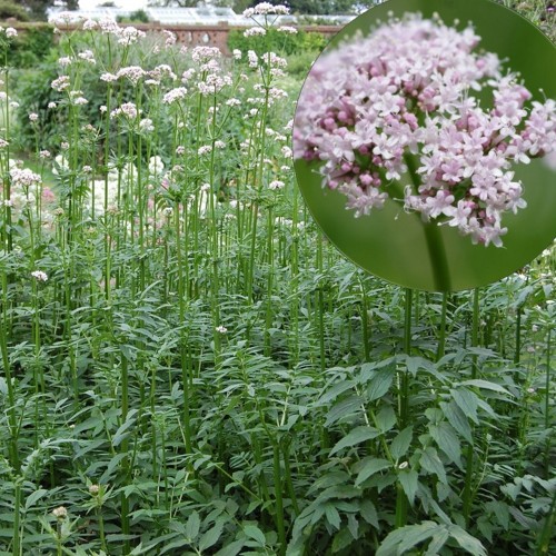 Valeriana officinalis - Harilik palderjan P9/0,55L